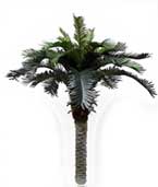 Sago Palm